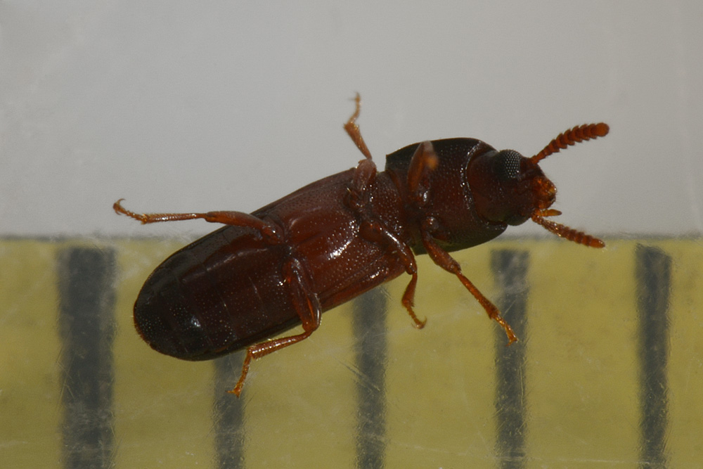 Corticeus fasciatus, Tenebrionidae